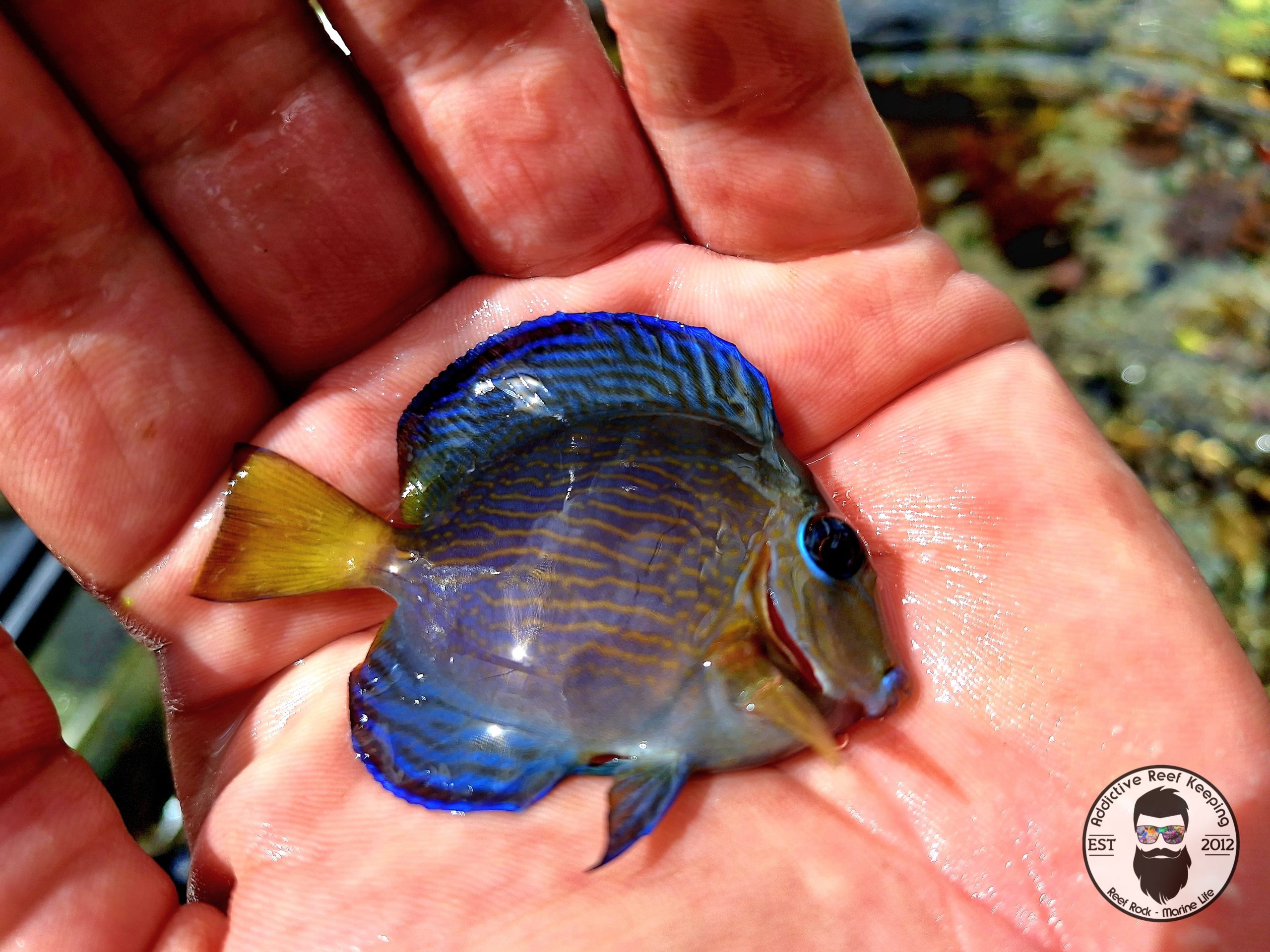 Atlantic Blue Tang WYSIWYG