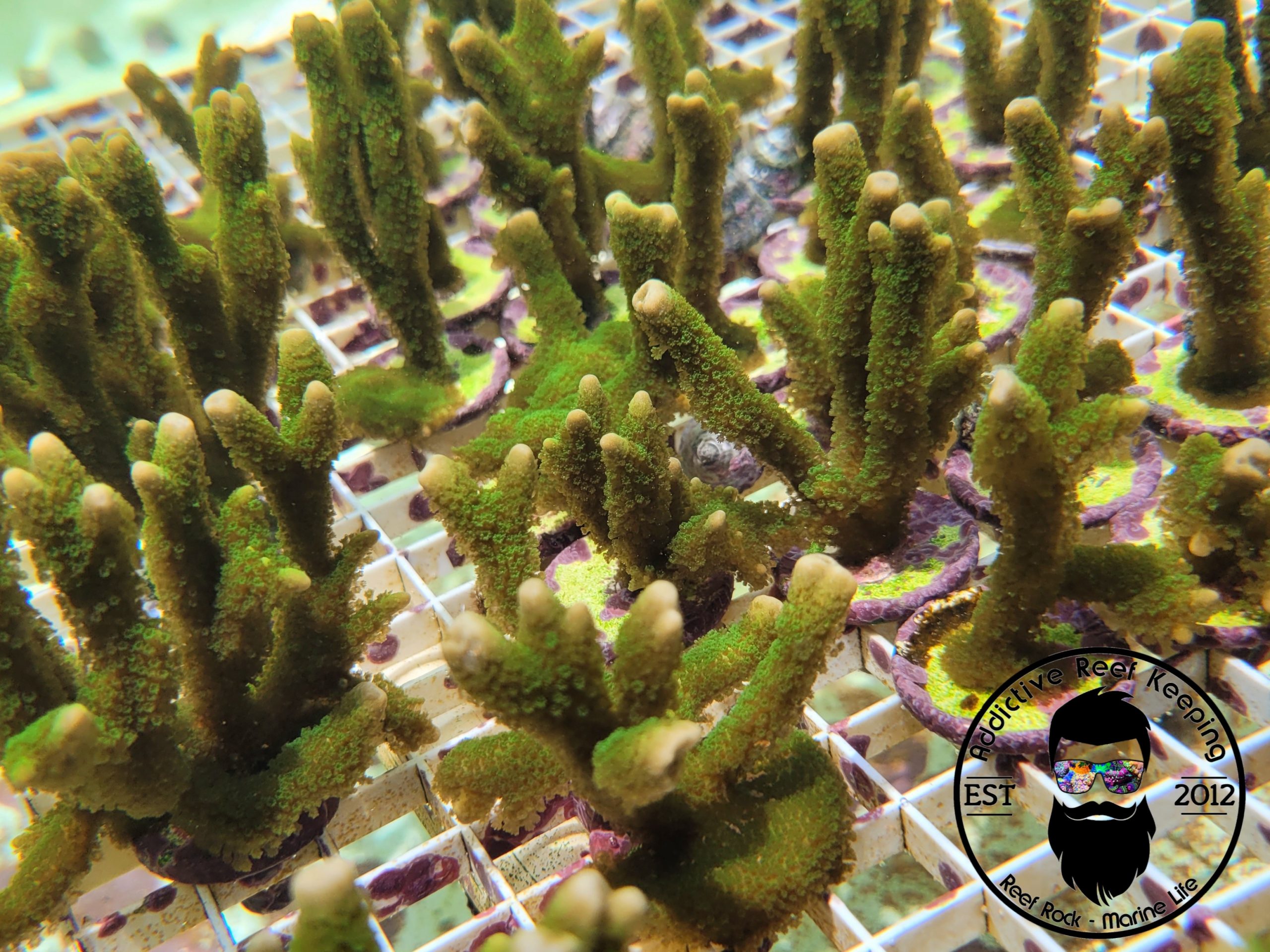 ARK 1″ Green Digitata Montipora- ALMOST WYSIWYG