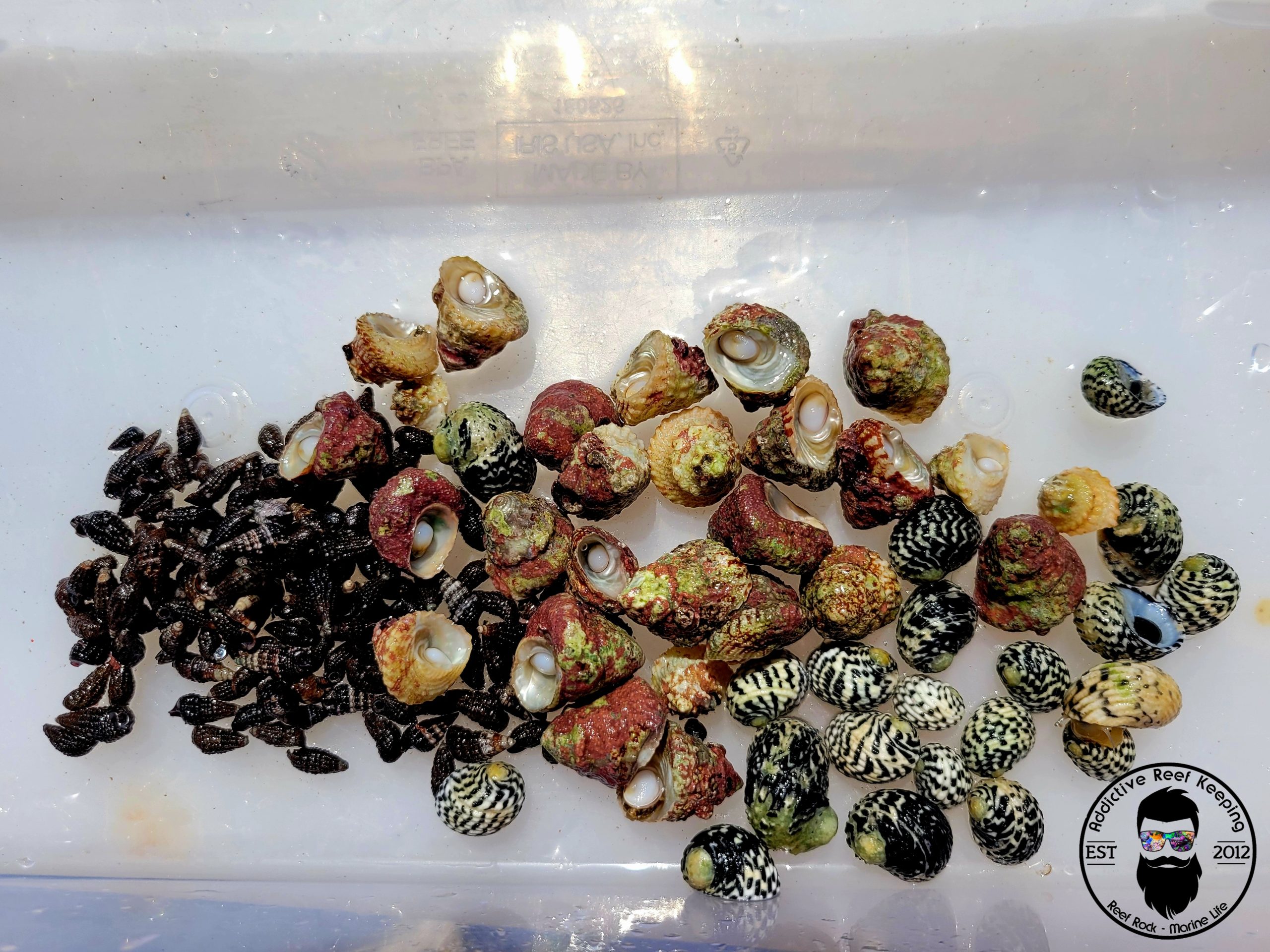 100x Triple Snail Mix Nerite, Turbo, Cerith Snail- Saltwater Algae Cleaner Astraea